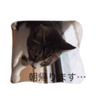 日常猫〜あんず〜（個別スタンプ：7）