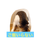 日常猫〜あんず〜（個別スタンプ：8）
