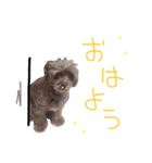 SAKICHANはうすのここちゃんすたんぷ☆（個別スタンプ：7）