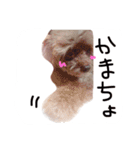 SAKICHANはうすのここちゃんすたんぷ☆（個別スタンプ：12）
