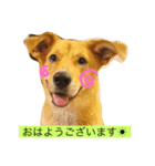 雑種犬 キック（個別スタンプ：1）