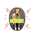 雑種犬 キック（個別スタンプ：2）