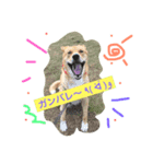 雑種犬 キック（個別スタンプ：3）