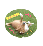 雑種犬 キック（個別スタンプ：4）