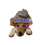 雑種犬 キック（個別スタンプ：5）