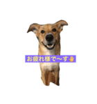 雑種犬 キック（個別スタンプ：6）