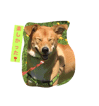雑種犬 キック（個別スタンプ：7）