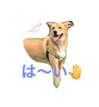 雑種犬 キック（個別スタンプ：8）