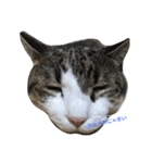 cutecat pon（個別スタンプ：1）
