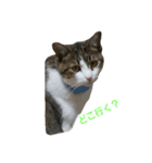 cutecat pon（個別スタンプ：2）
