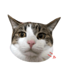 cutecat pon（個別スタンプ：3）
