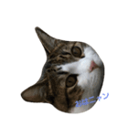 cutecat pon（個別スタンプ：4）