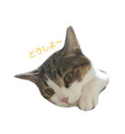 cutecat pon（個別スタンプ：5）