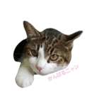 cutecat pon（個別スタンプ：6）