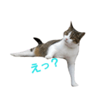cutecat pon（個別スタンプ：7）