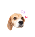 carrot beagle（個別スタンプ：1）