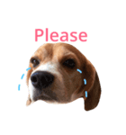 carrot beagle（個別スタンプ：2）
