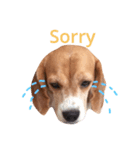 carrot beagle（個別スタンプ：4）