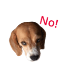 carrot beagle（個別スタンプ：5）