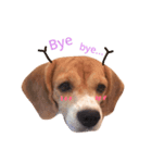 carrot beagle（個別スタンプ：6）