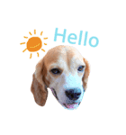 carrot beagle（個別スタンプ：7）