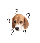 carrot beagle（個別スタンプ：8）