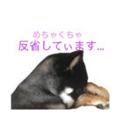 黒柴ケンシロウ（個別スタンプ：4）