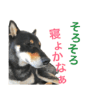 黒柴ケンシロウ（個別スタンプ：5）