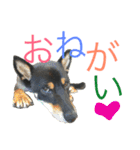 黒柴ケンシロウ（個別スタンプ：7）