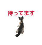 黒柴ケンシロウ（個別スタンプ：8）