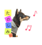 黒柴ケンシロウ（個別スタンプ：10）
