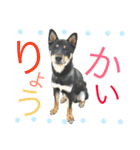 黒柴ケンシロウ（個別スタンプ：11）