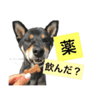 黒柴ケンシロウ（個別スタンプ：13）