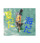 黒柴ケンシロウ（個別スタンプ：14）