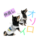 黒柴ケンシロウ（個別スタンプ：15）
