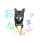 黒柴ケンシロウ（個別スタンプ：17）