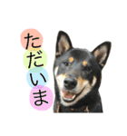 黒柴ケンシロウ（個別スタンプ：18）