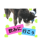 黒柴ケンシロウ（個別スタンプ：21）
