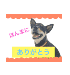 黒柴ケンシロウ（個別スタンプ：25）