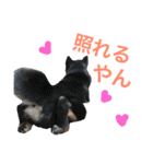黒柴ケンシロウ（個別スタンプ：26）