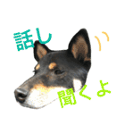 黒柴ケンシロウ（個別スタンプ：28）