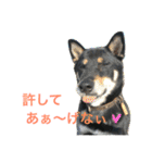 黒柴ケンシロウ（個別スタンプ：29）