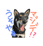 黒柴ケンシロウ（個別スタンプ：30）