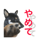 黒柴ケンシロウ（個別スタンプ：31）