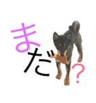 黒柴ケンシロウ（個別スタンプ：32）