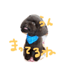 toy poodlecopi 2（個別スタンプ：2）