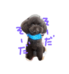toy poodlecopi 2（個別スタンプ：3）