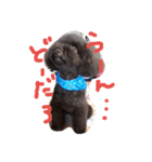 toy poodlecopi 2（個別スタンプ：4）