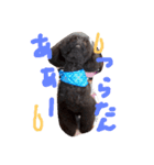 toy poodlecopi 2（個別スタンプ：5）