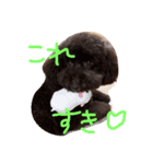 toy poodlecopi 2（個別スタンプ：6）